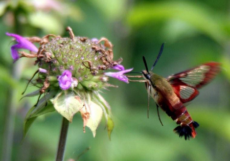 Hummingbird Clearwing Moth